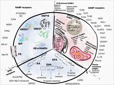 Damage-mediated macrophage polarization in sterile inflammation